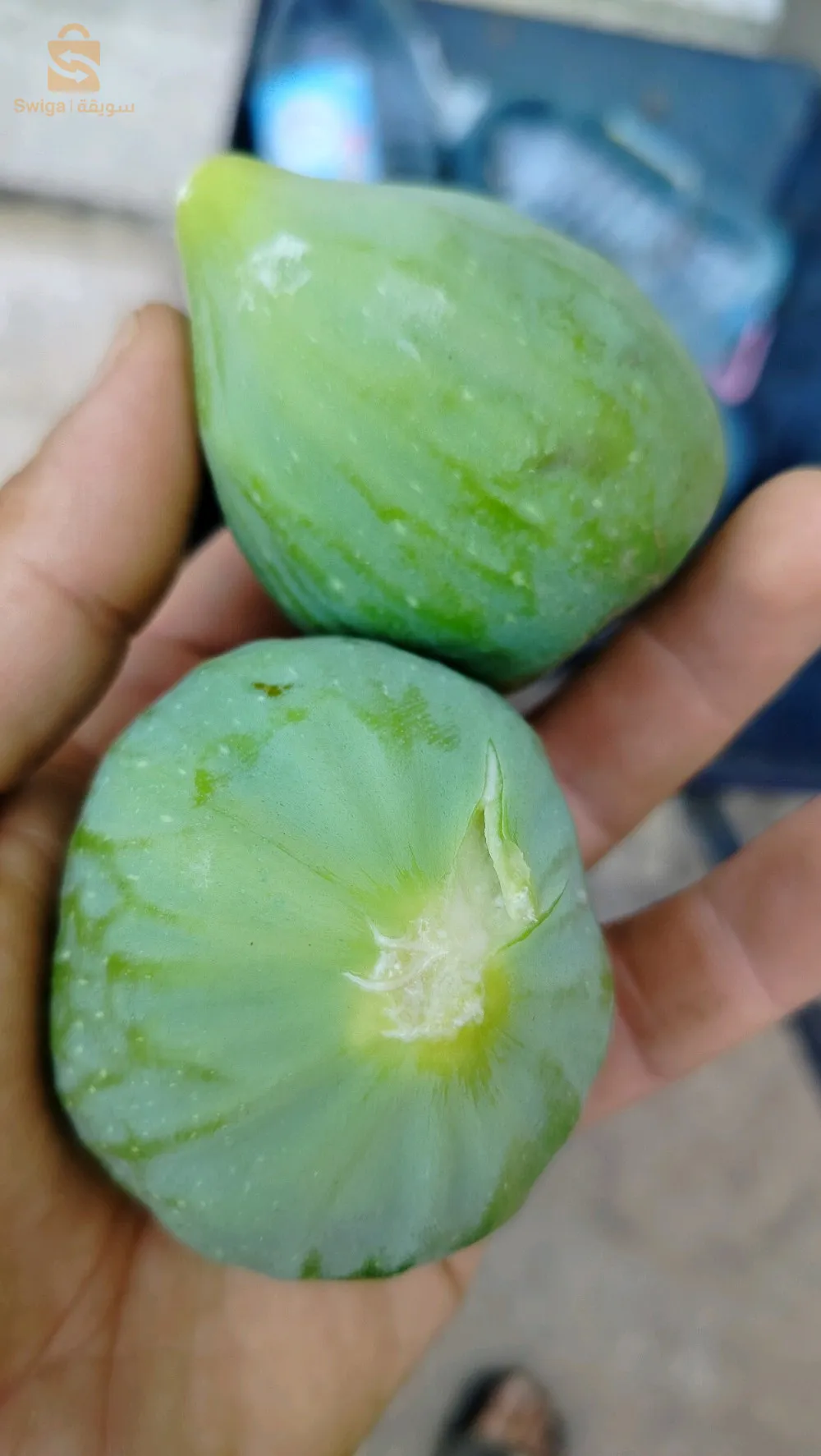 مترفر عدة انواع من اشجار التين