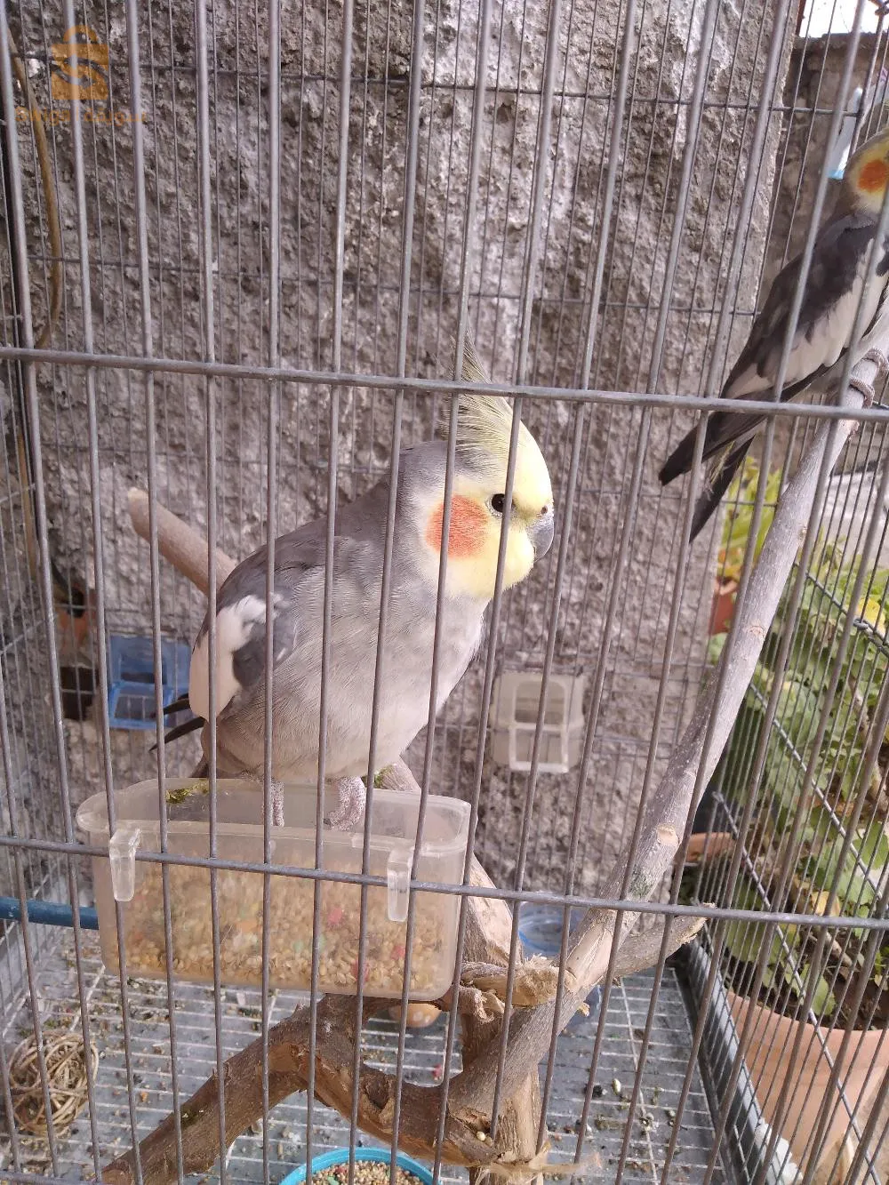 slm nbi3 koulech 2 oiseaux et la cage