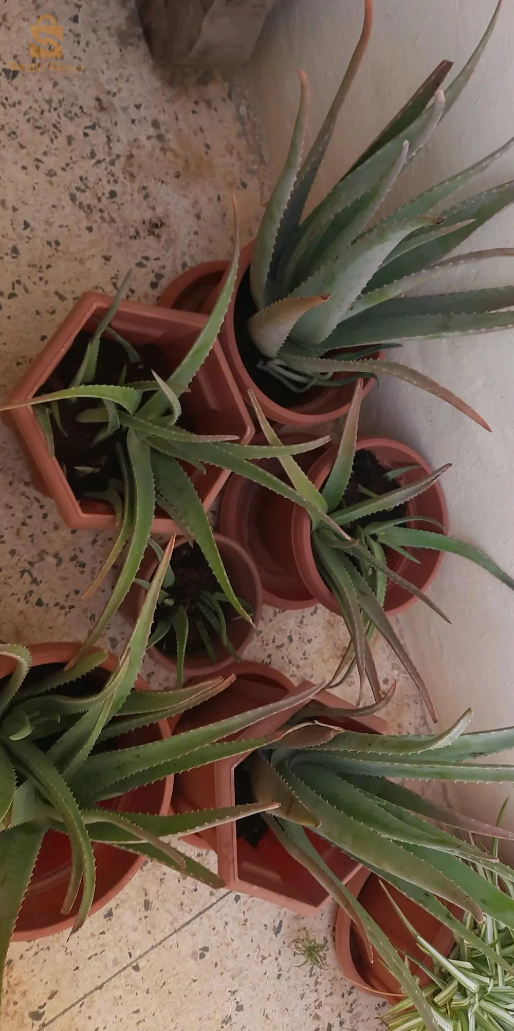 نبتة الويفيرا