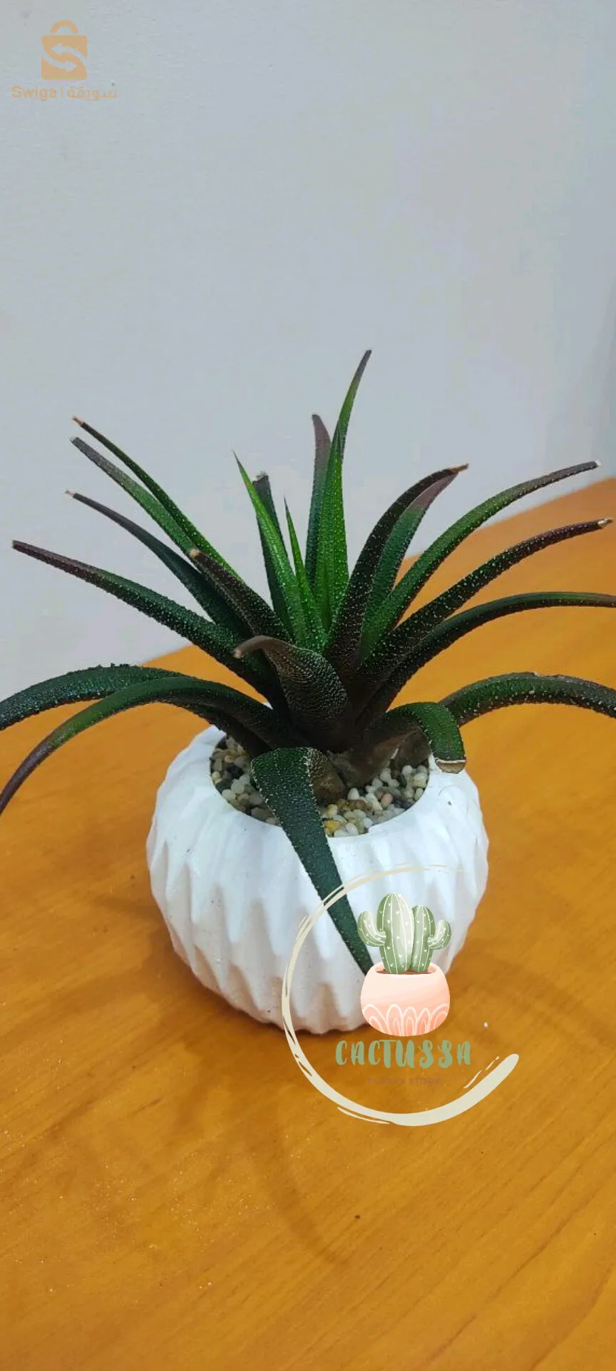 نباتات طبيعية منزلية