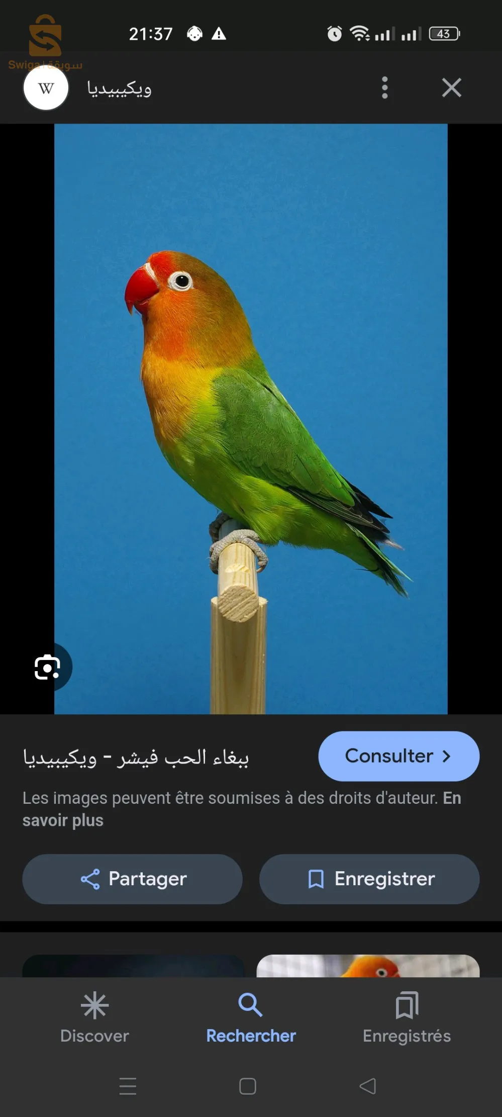 انسيبارابل نحتاج كوبل ان امكن