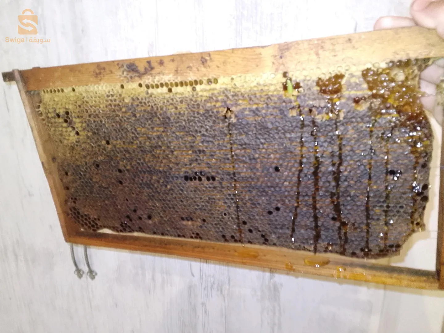 عسل طبيعي حر من جبال جرجرة