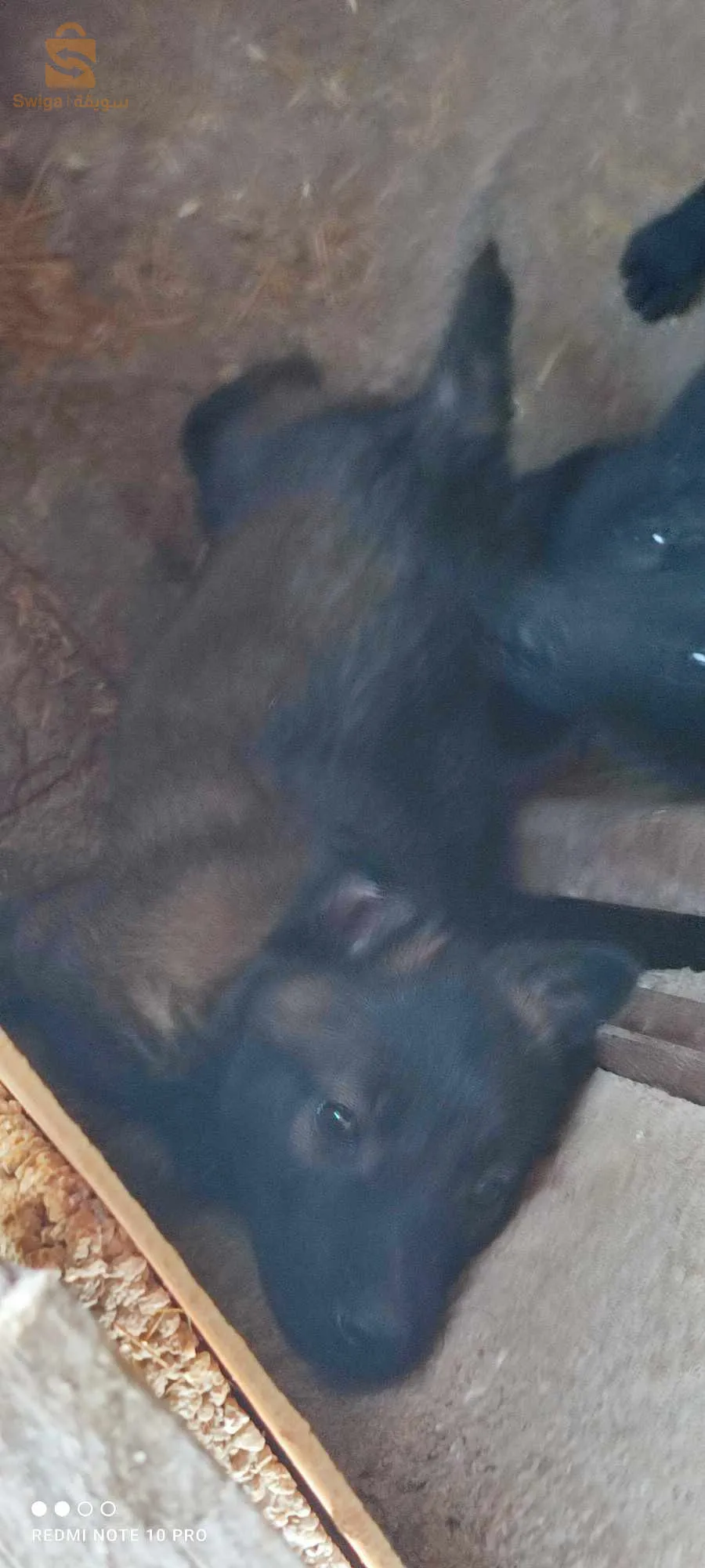 مال مالينوا شاربوني