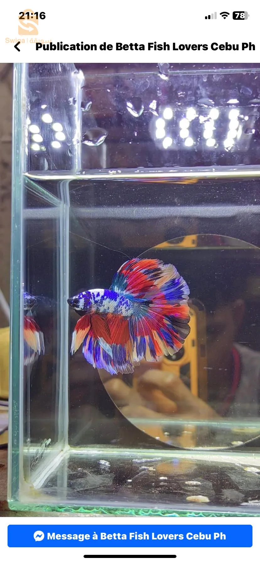 احواض مزروعة و اسماك بكل انواعها