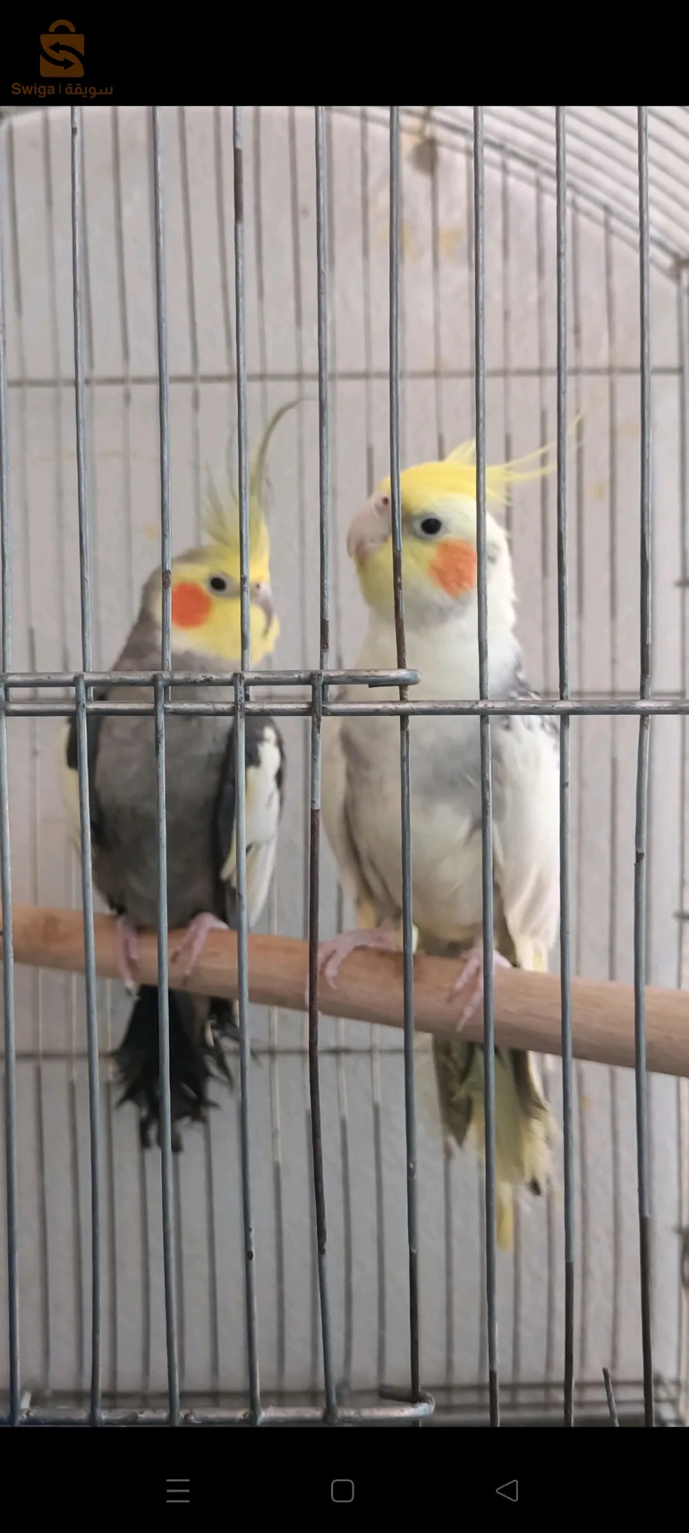 كوبل كالوبسيت بها بالكاج بالعش