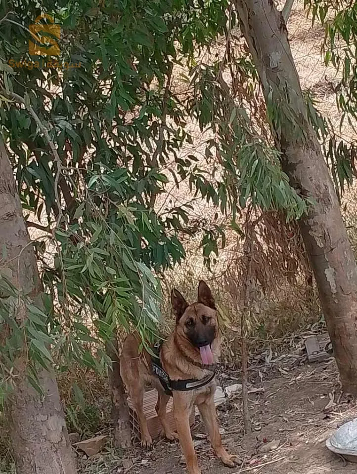 بومدفع
