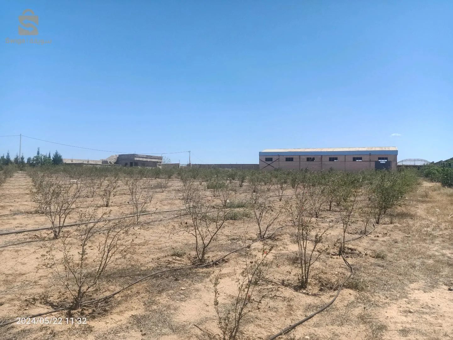 فيرمة في وهران الكرمة