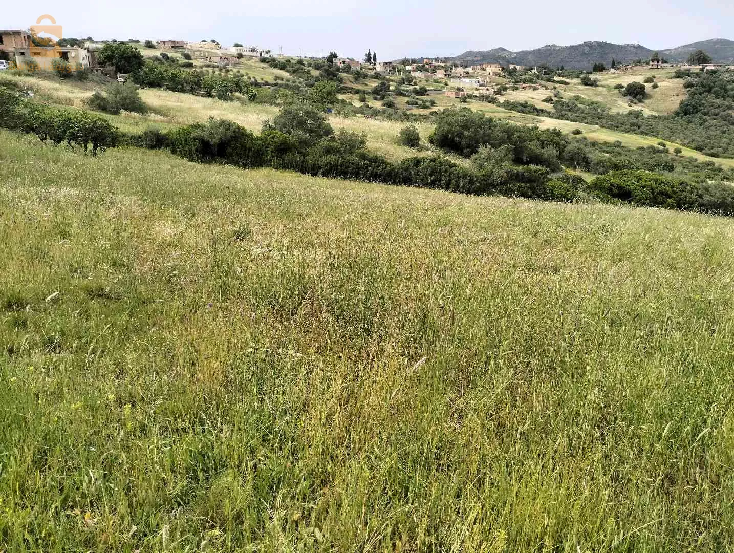 الجزائر