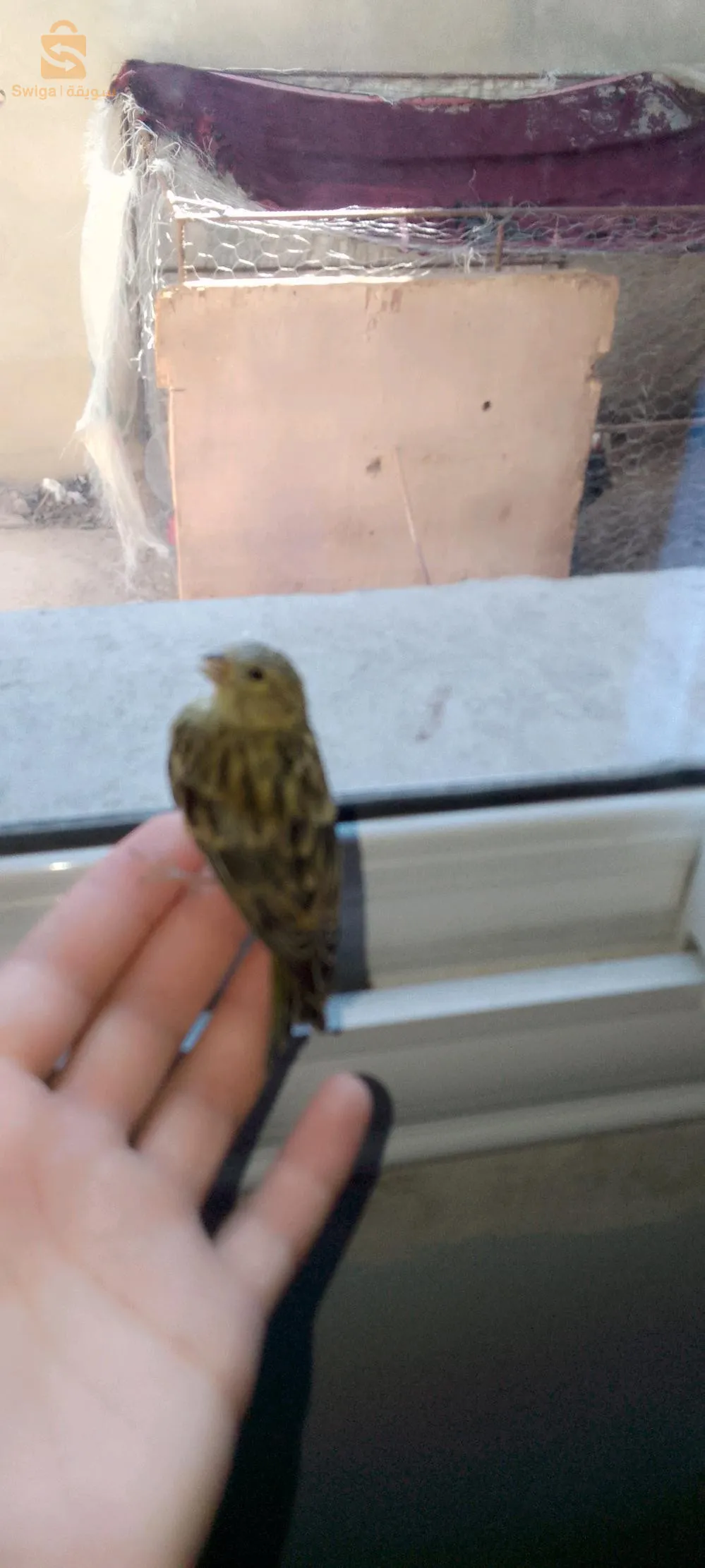 صغير طائر البسبوس