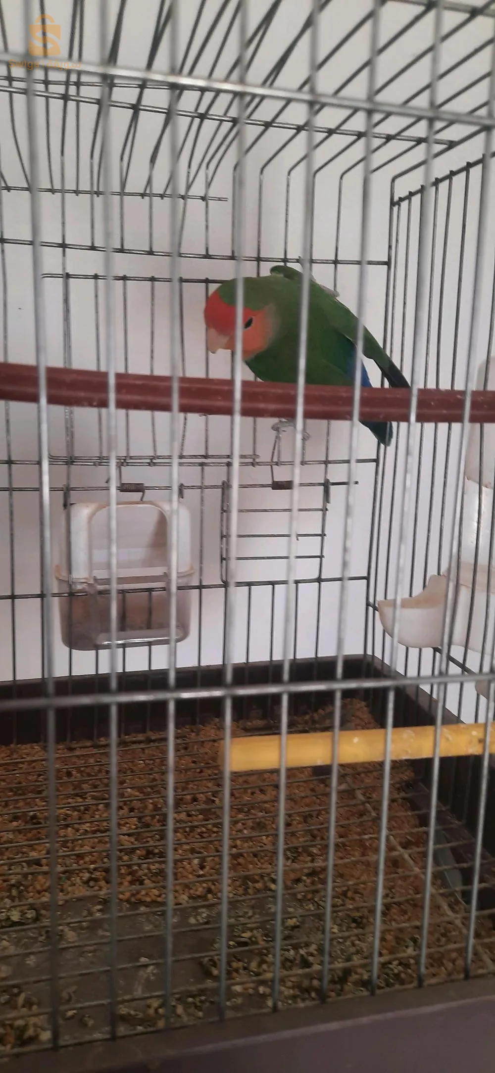 شروين تيميمون