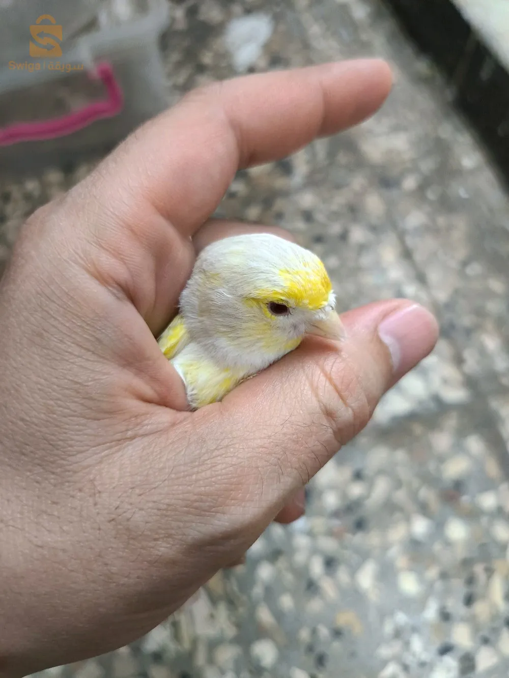 انثى ساتيني موزاييك اصفر