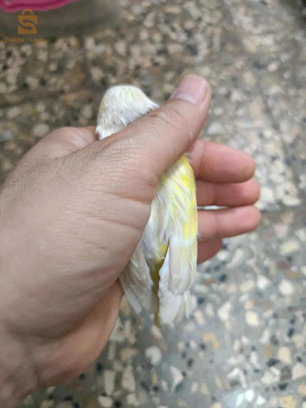 انثى ساتيني موزاييك اصفر
