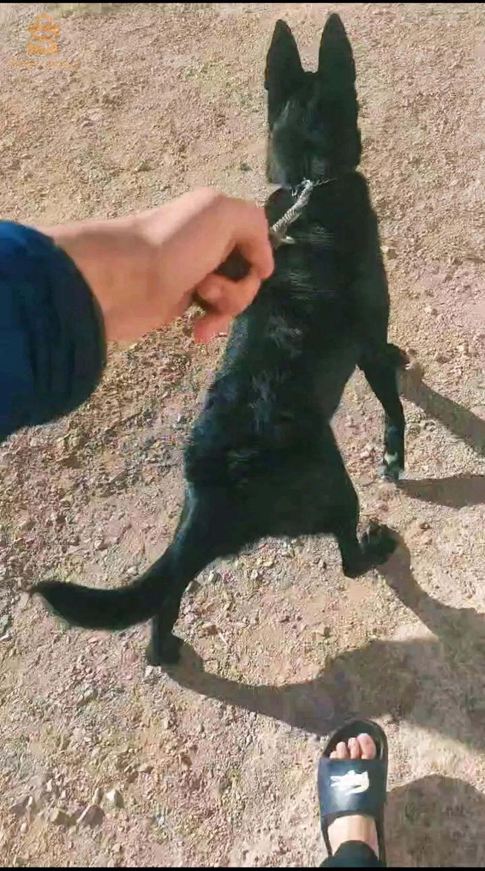 malinois noir geant 7 moi