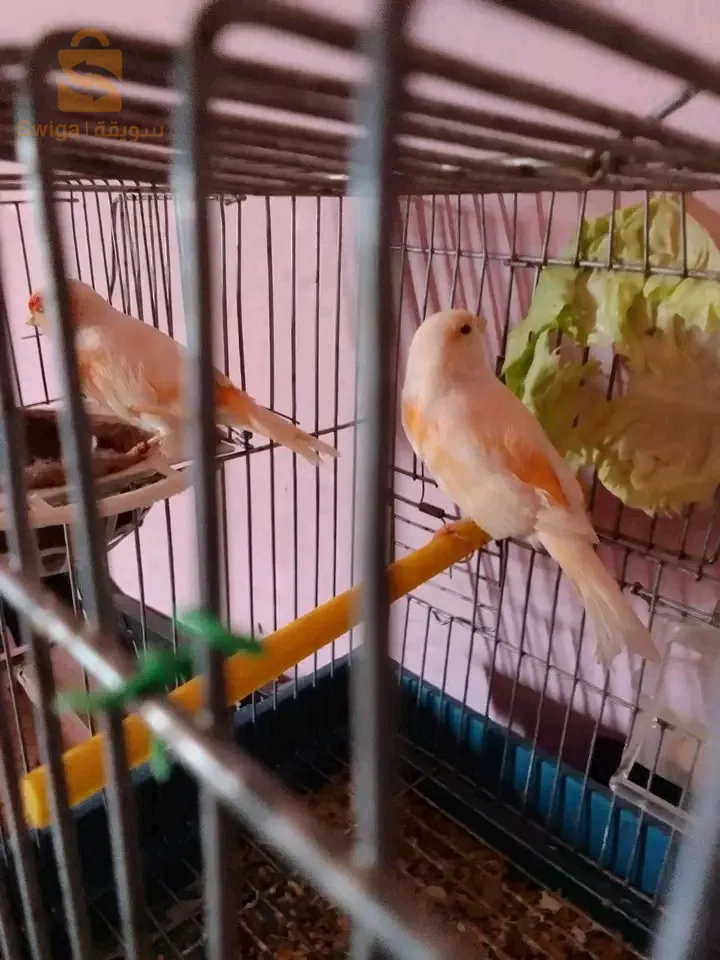 كناري موزيك