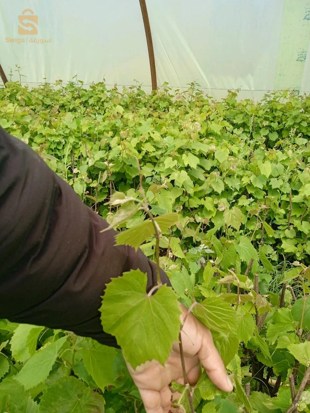 بيع حامل طعم العنب