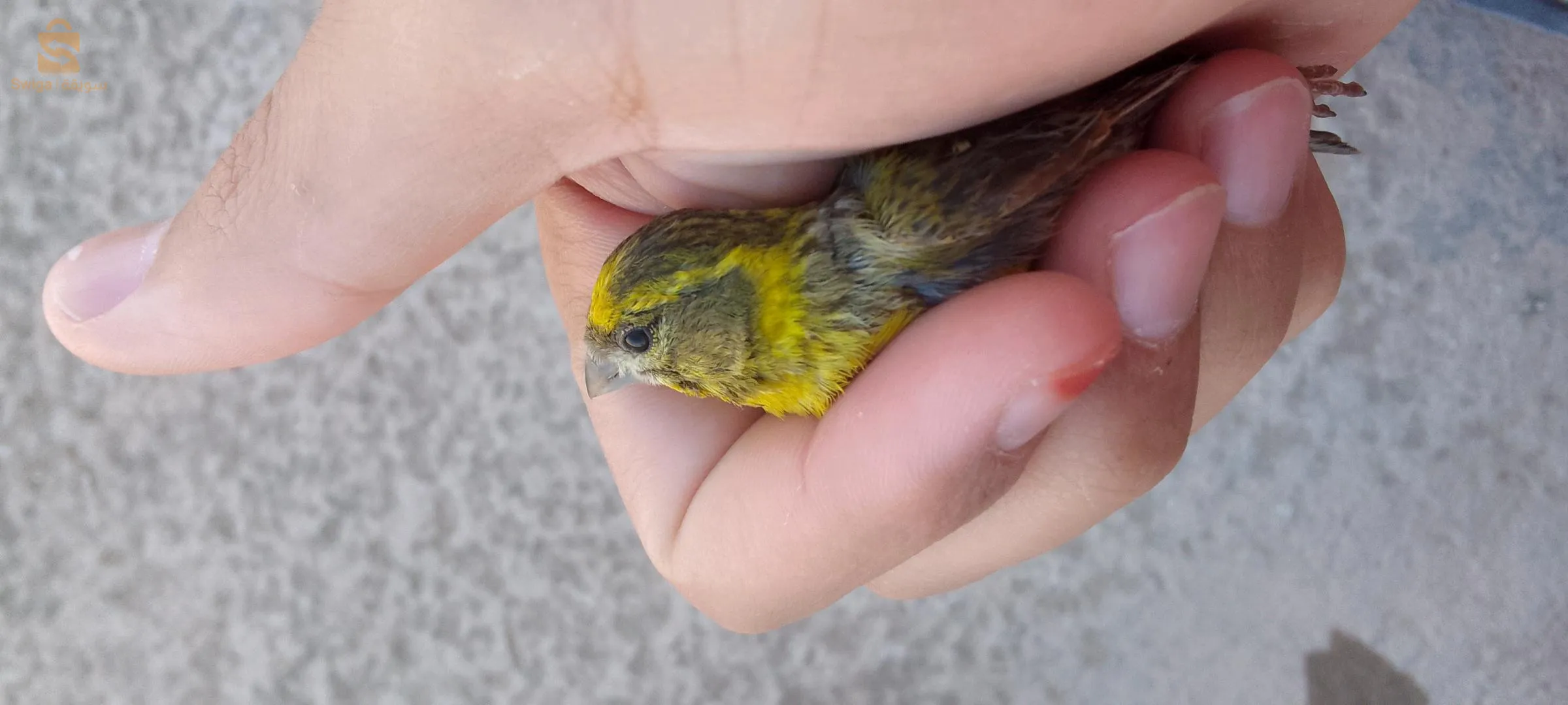 ذكر طائر البسبوس السورا