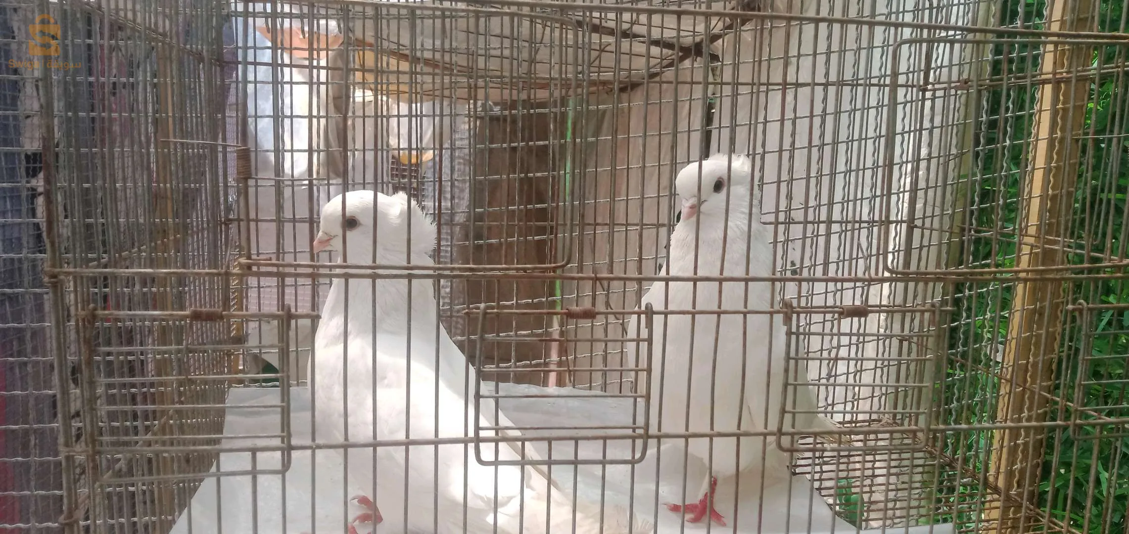 حمام