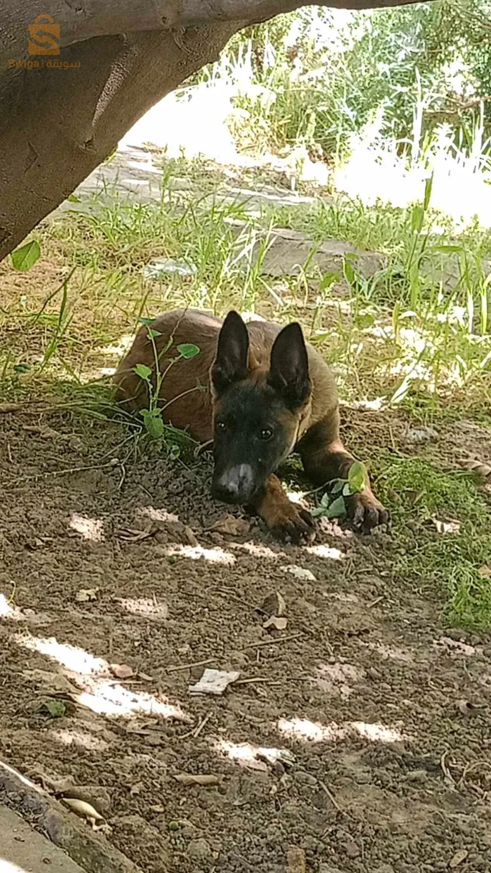 شابة او دم صافي