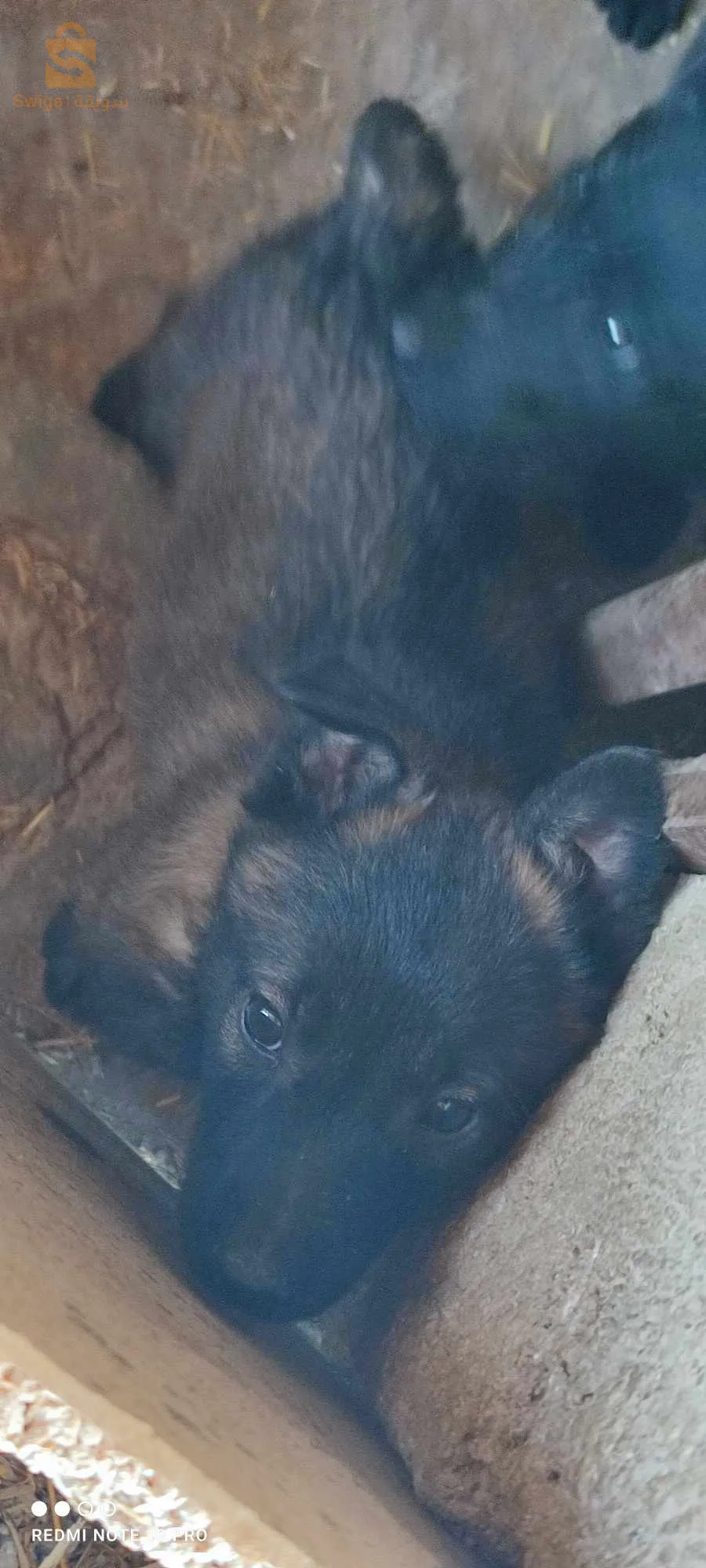 مال مالينوا شاربوني