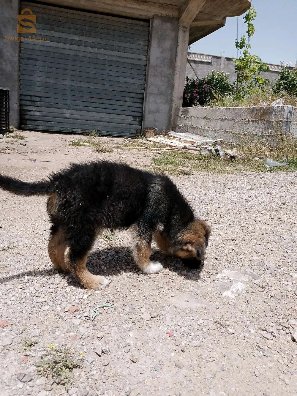 كلب بارجي لاراص .