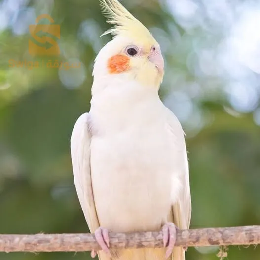بيع كالوبتيك