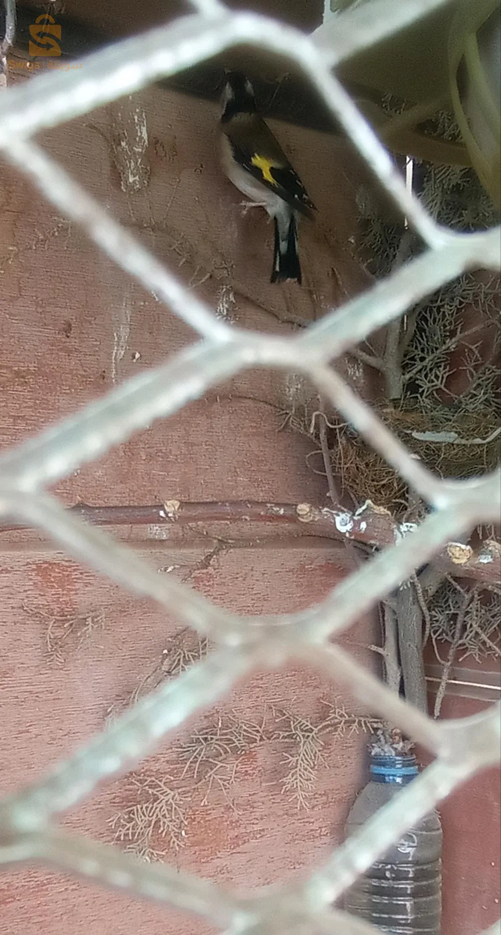 أنثى الحسونن جاهزة أريد تغييرها بأنثى حسون أخرى جاهزة للإستفسار إتصل.  0656514203