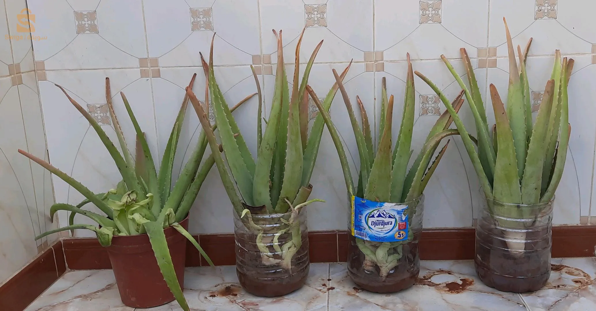 نبتة الويفيرا