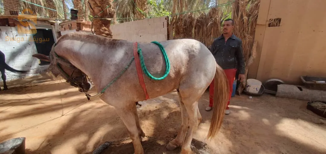 زوج عواد زينين الله ابارك لزرق والبيشاري