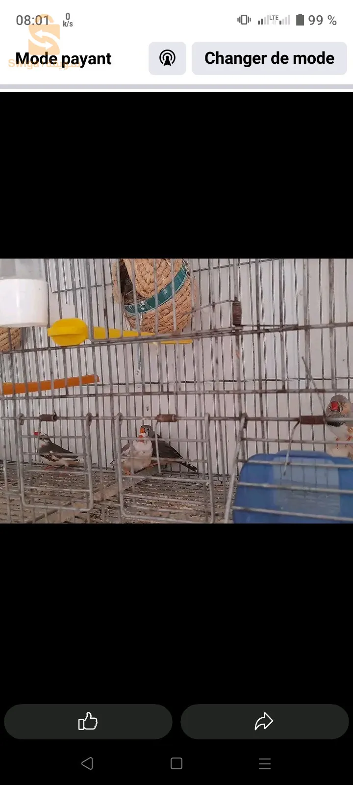 zibra Finch