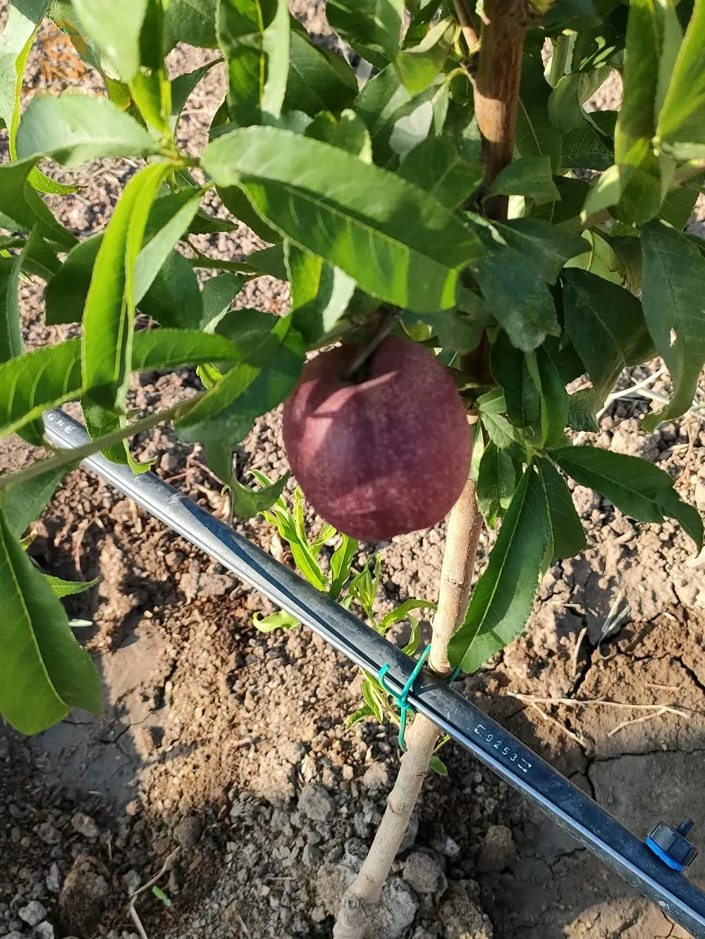 عين تموشنت