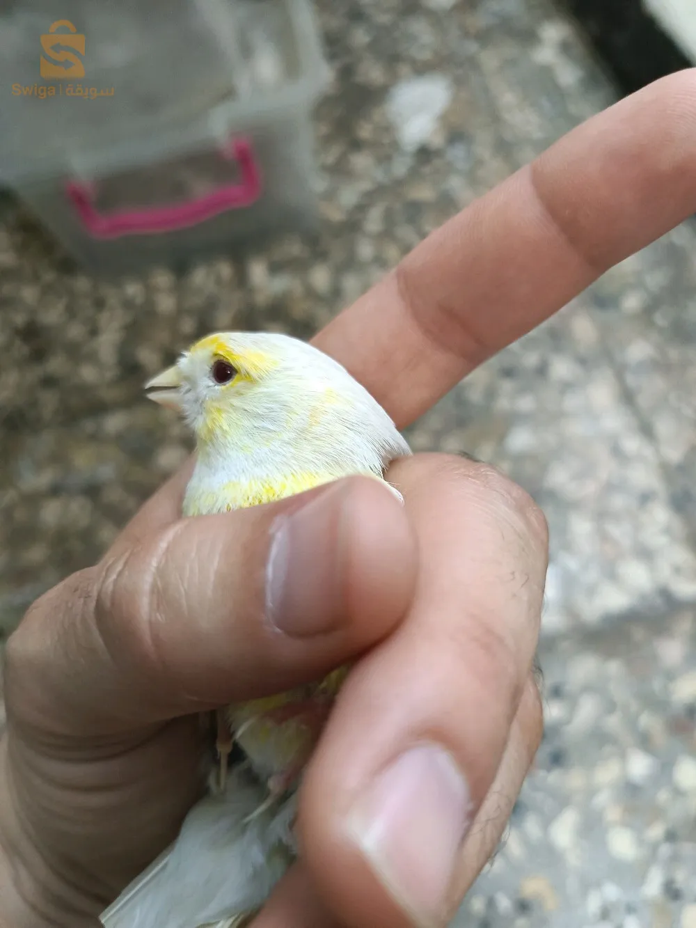 انثى ساتيني موزاييك اصفر