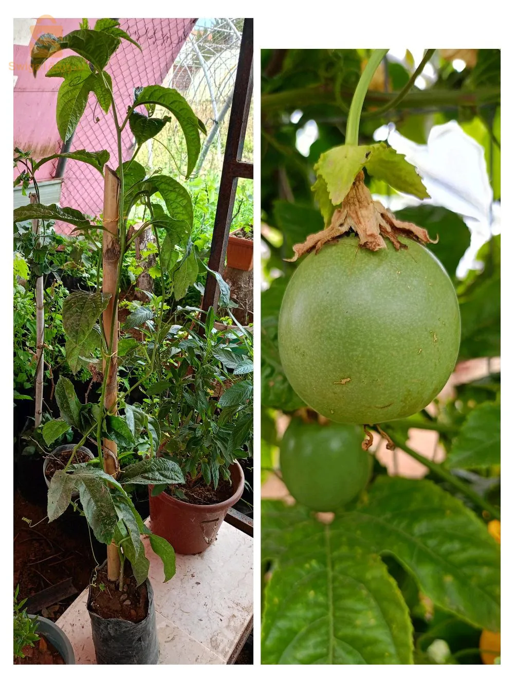 فاكهة العاطفة