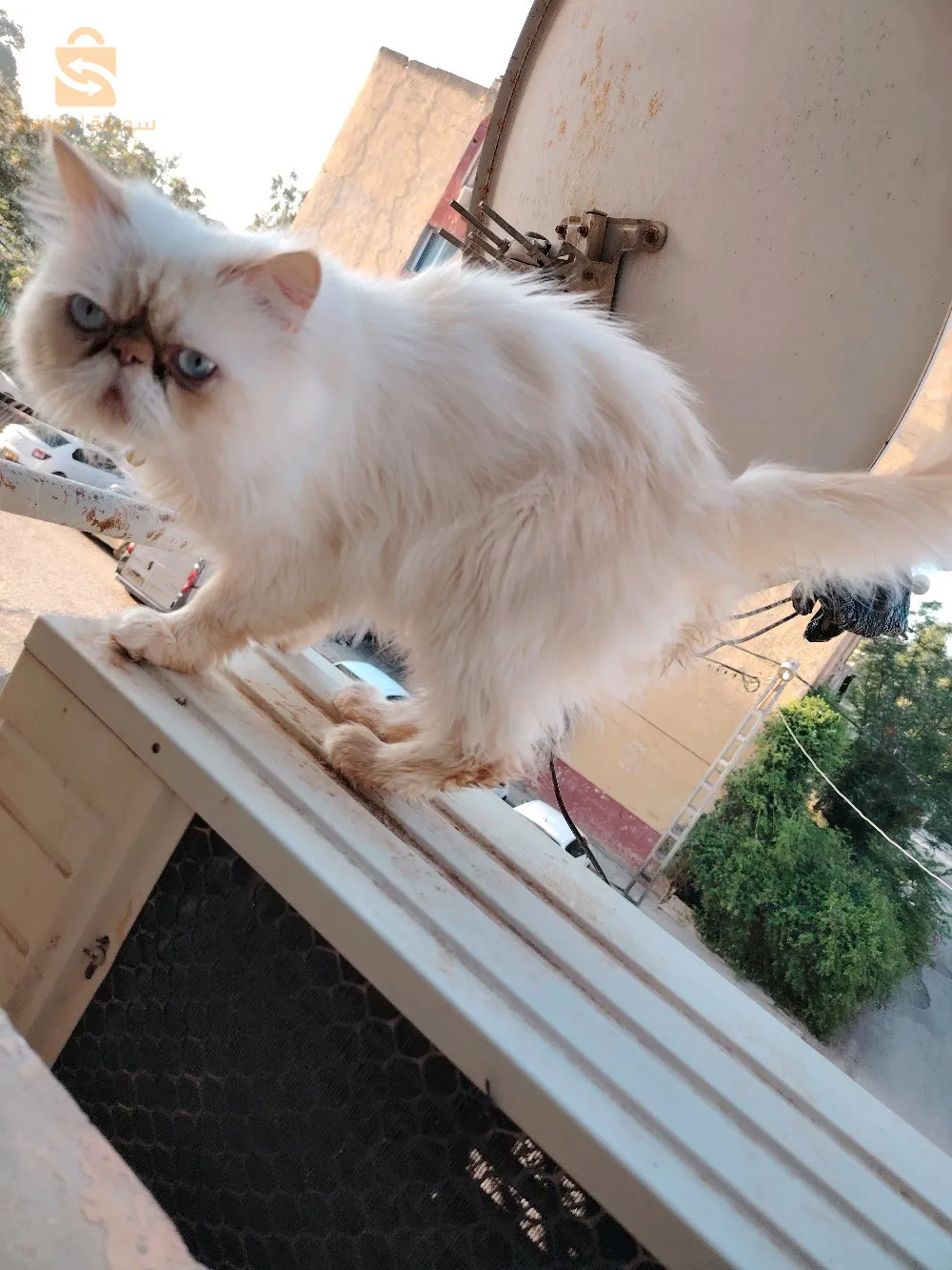 Chat persan picky face pure race mal à vendre coupleur