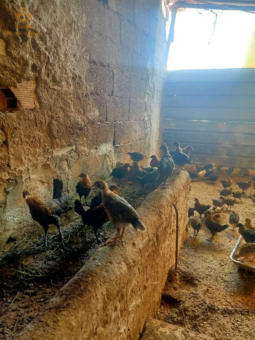 فلوس عرب وفيومي
