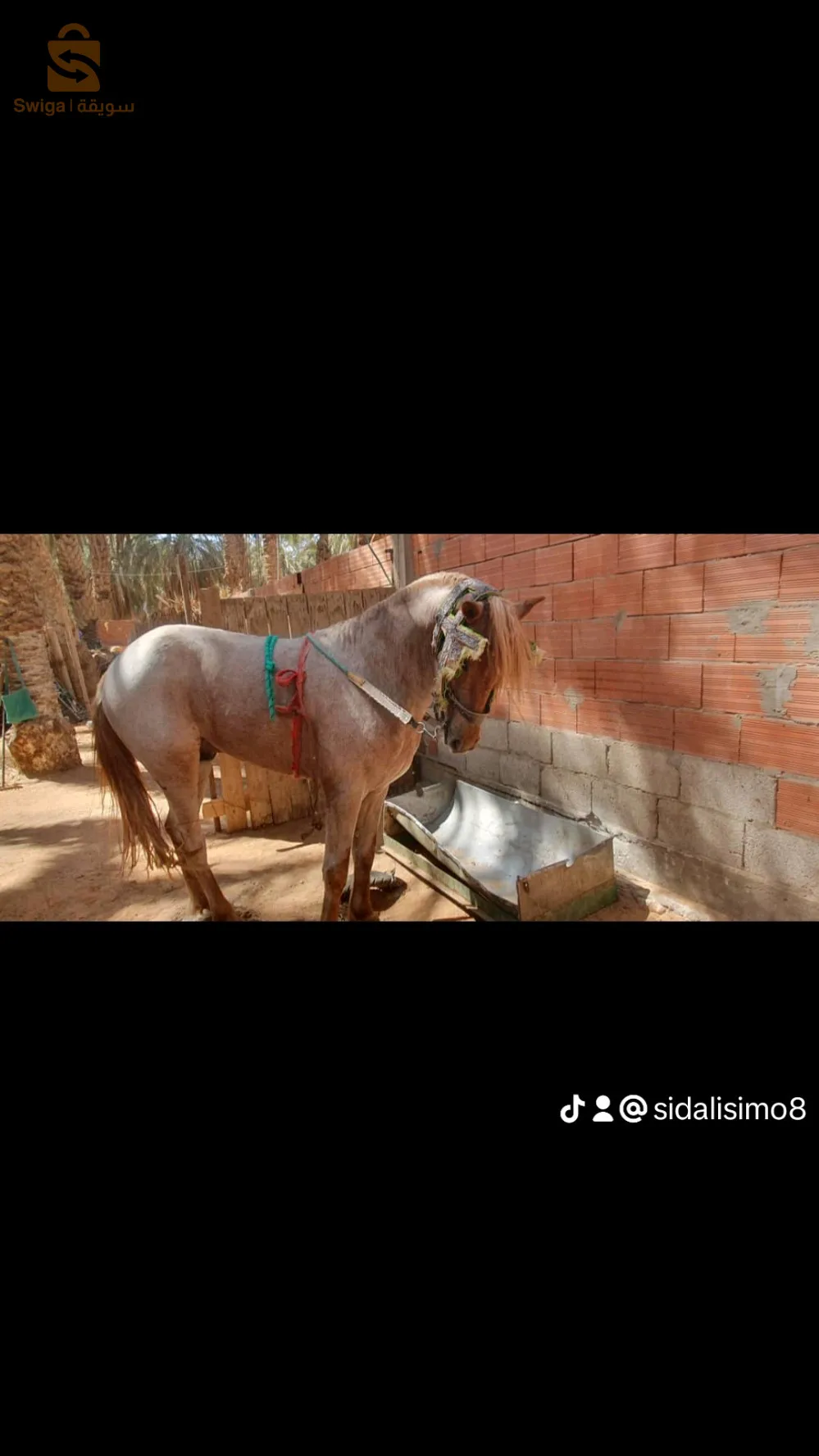 زوج عواد زينين الله ابارك لزرق والبيشاري