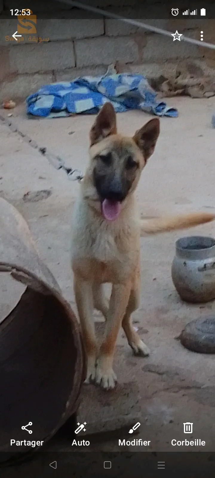 منينوا بنبيعو