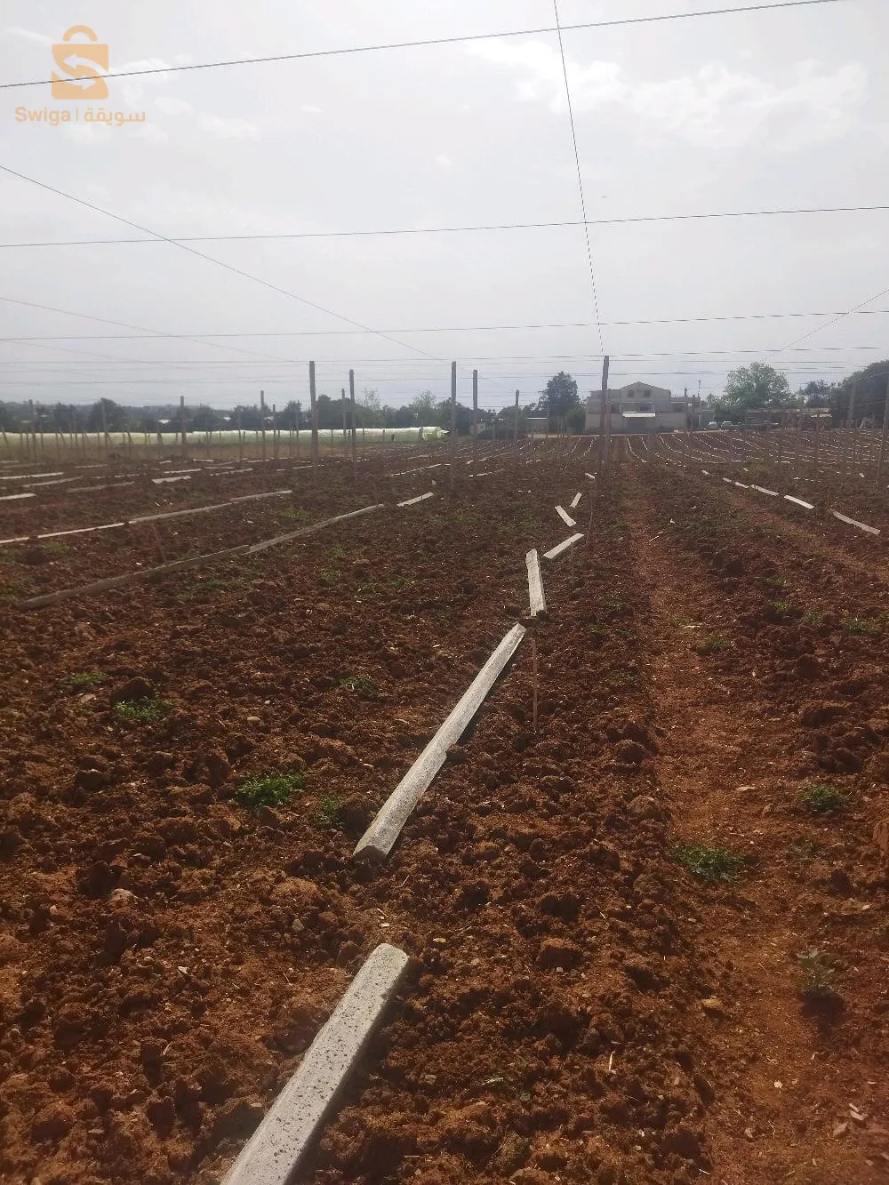 تركيب وتجهيز بساتين العنب