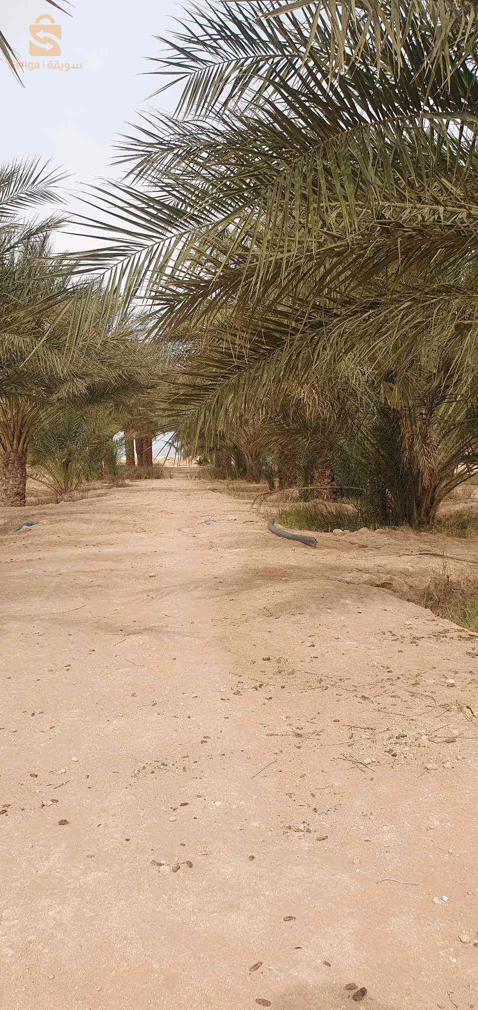 المكان ليوة بسكرة 07 
ارض فلاحية للبيع فيها 16 هكتار  فيها 130 نخلة توكل و فيها 500 نخلة عندها 4 سنين سنة الخامس مع 4 فوراجات زوج يمشو و زوج مايمشوش  وفيه باسان  و منزل للفلاح للإستفسار أكثر يرجى التواصل في البريفي
باقي الصور فلبريفي
رقم الهاتف : 0696088498