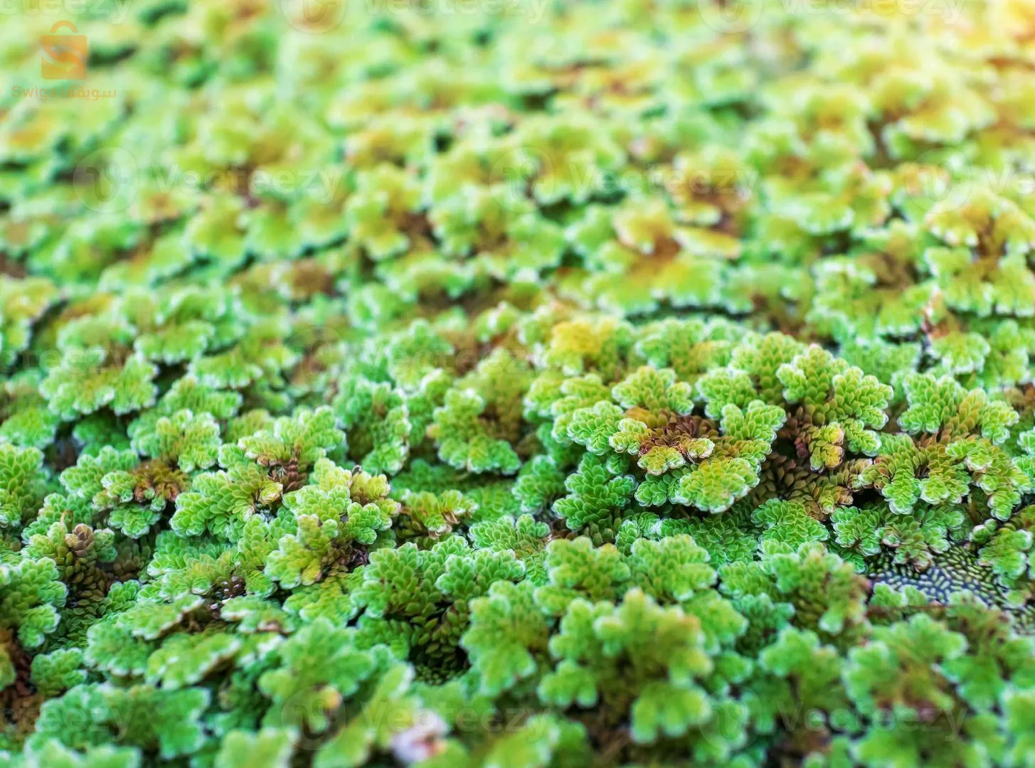 نبات الازولا  azolla