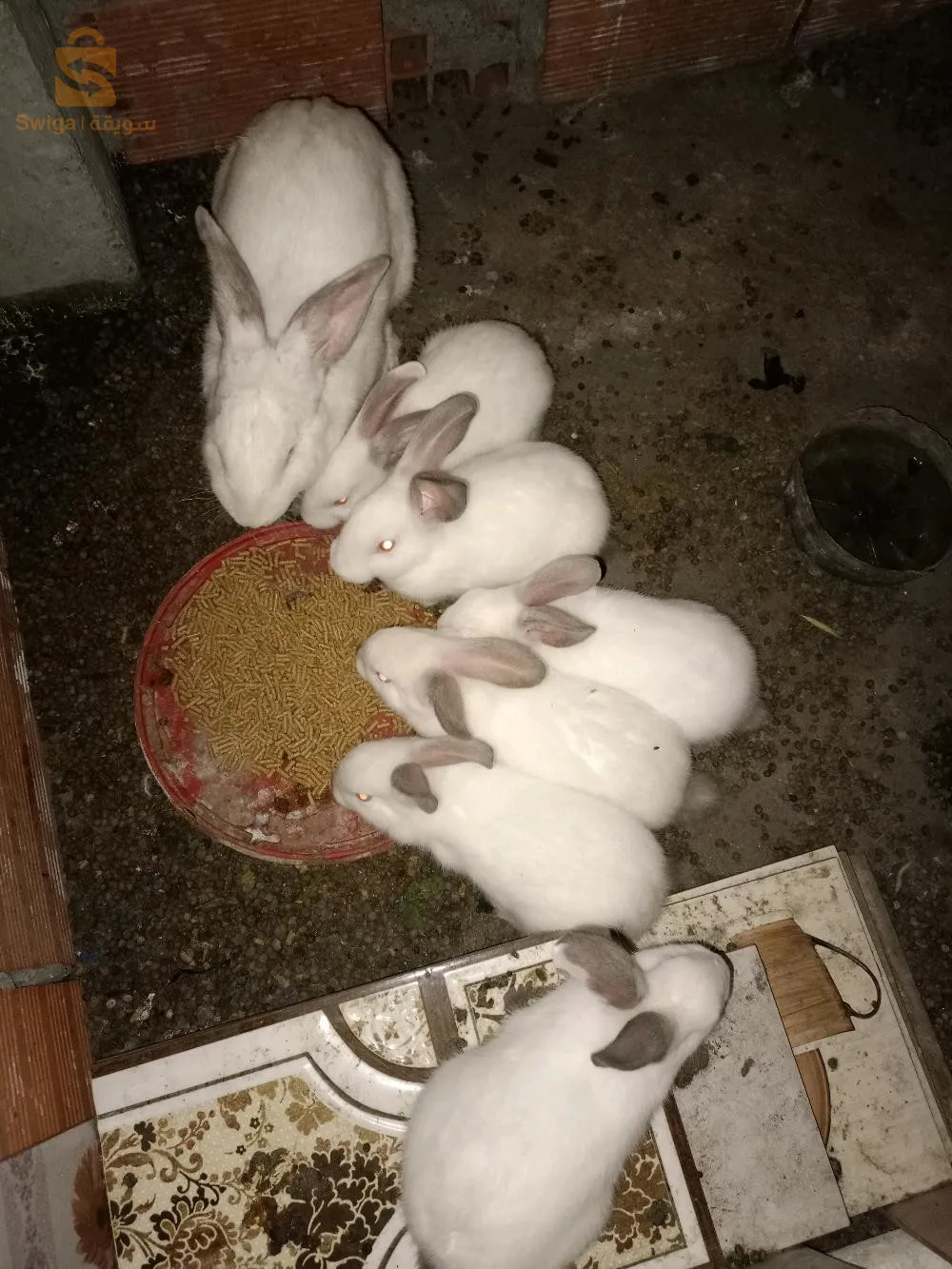 ارانب للبيع