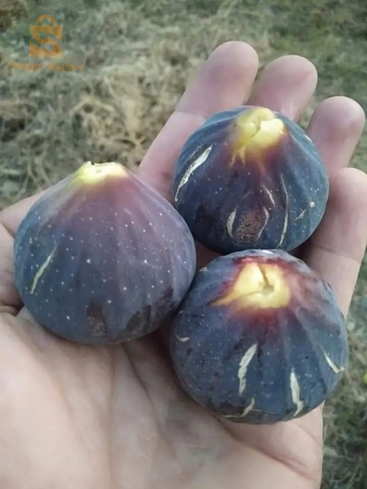 مترفر عدة انواع من اشجار التين