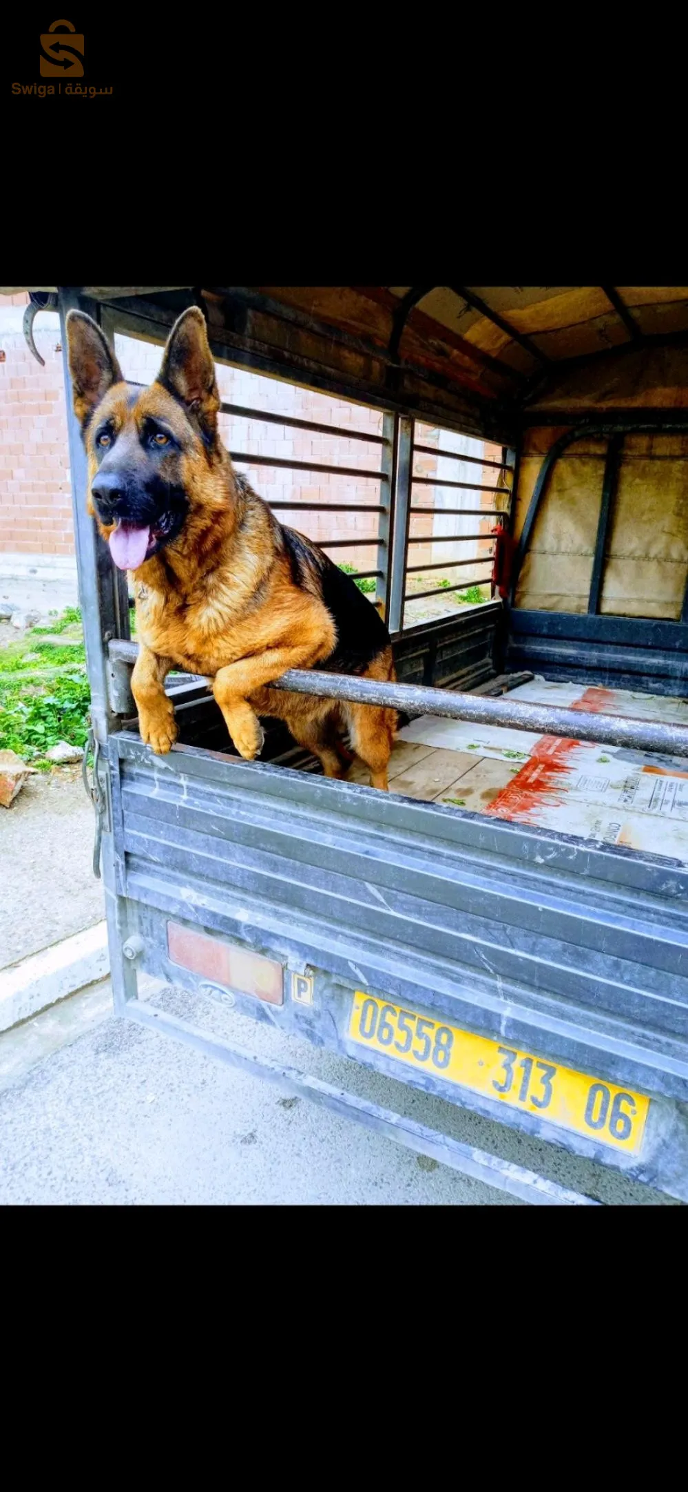 femelle berger allemand