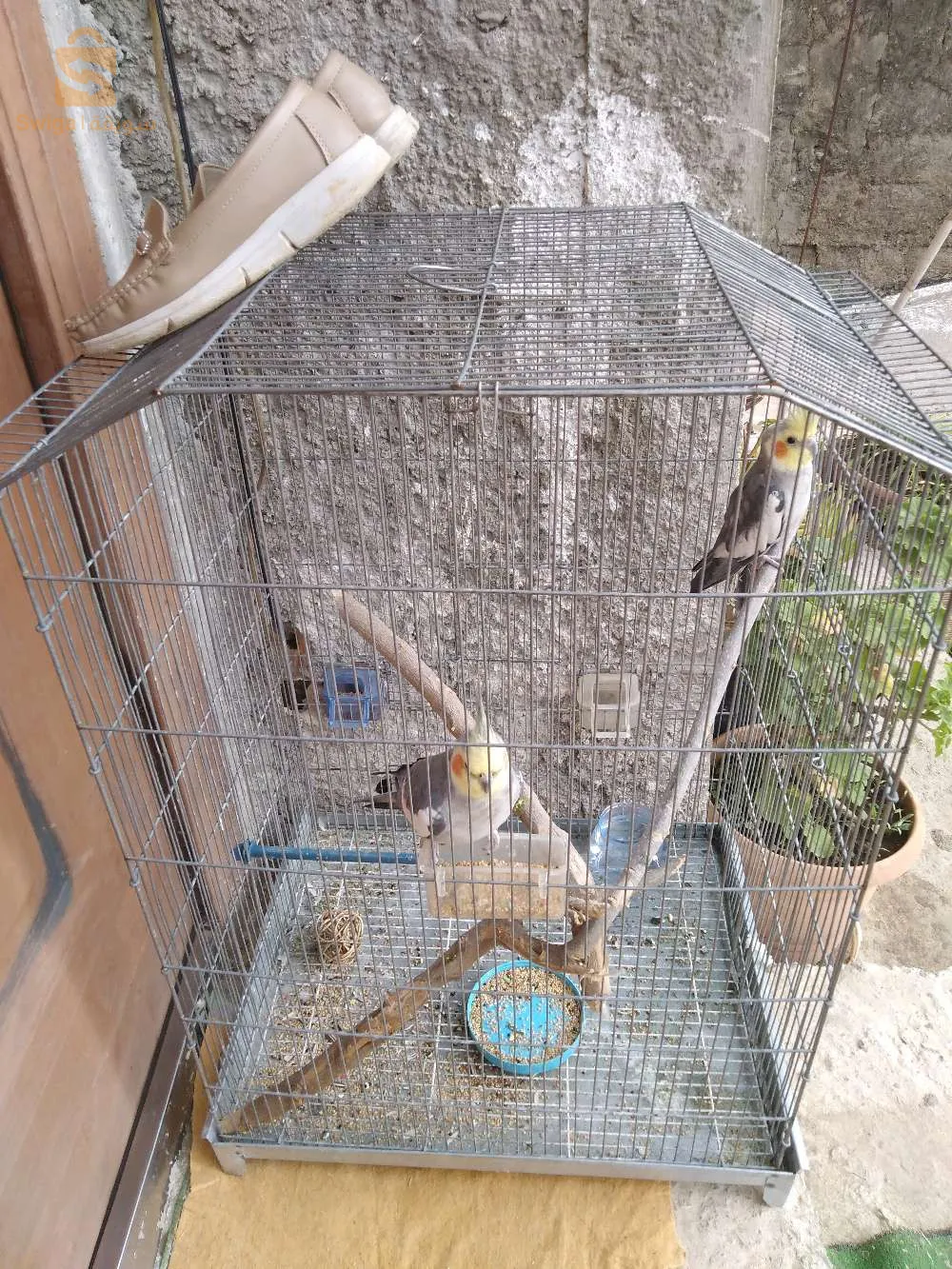 slm nbi3 koulech 2 oiseaux et la cage