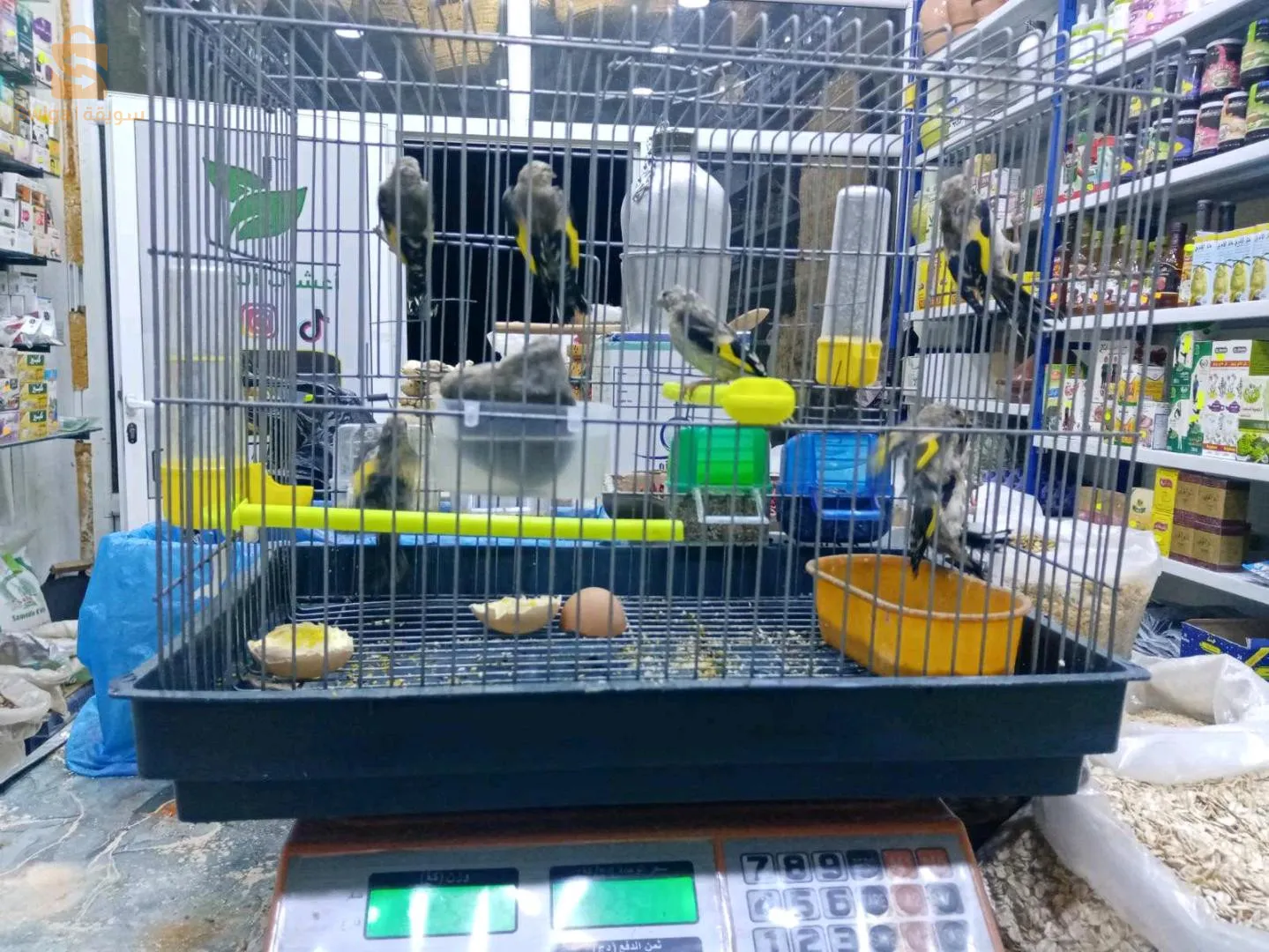 مقنين باڨ 2.5