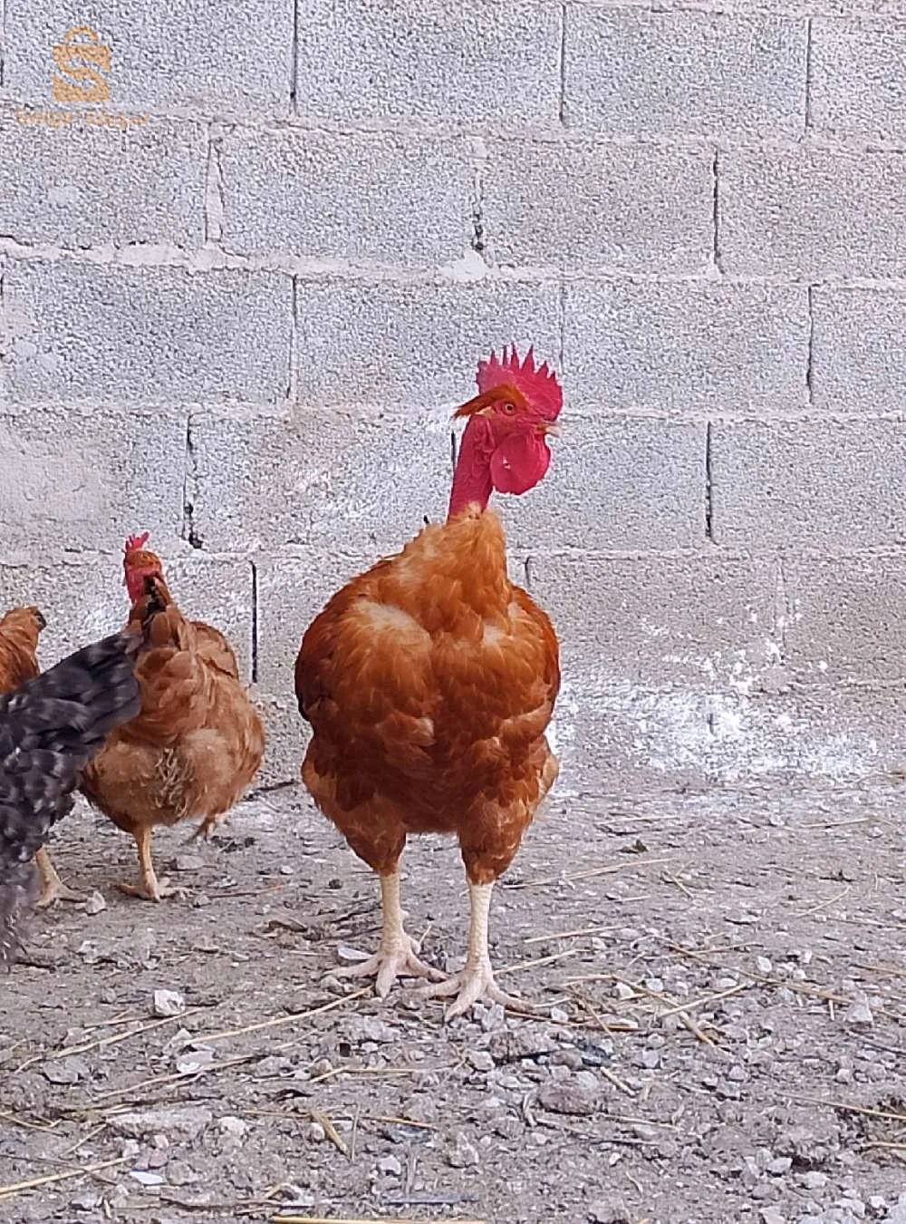 بسم الله يتوفر بيض جيو جينواز حر لتفقيص لطلب والاستفسار يرجى الاتصال