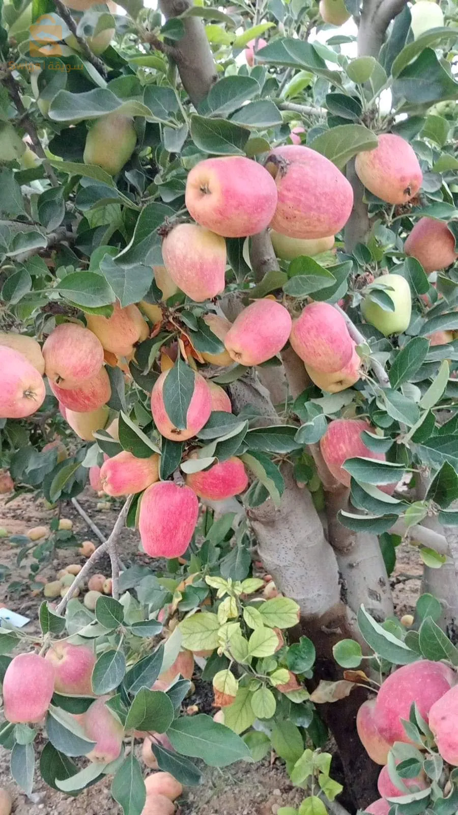 أولاد بلقاسم