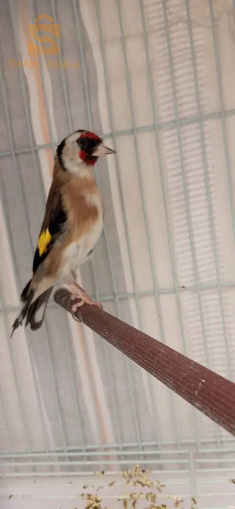 2 اناث للبيع  عامين كاجة