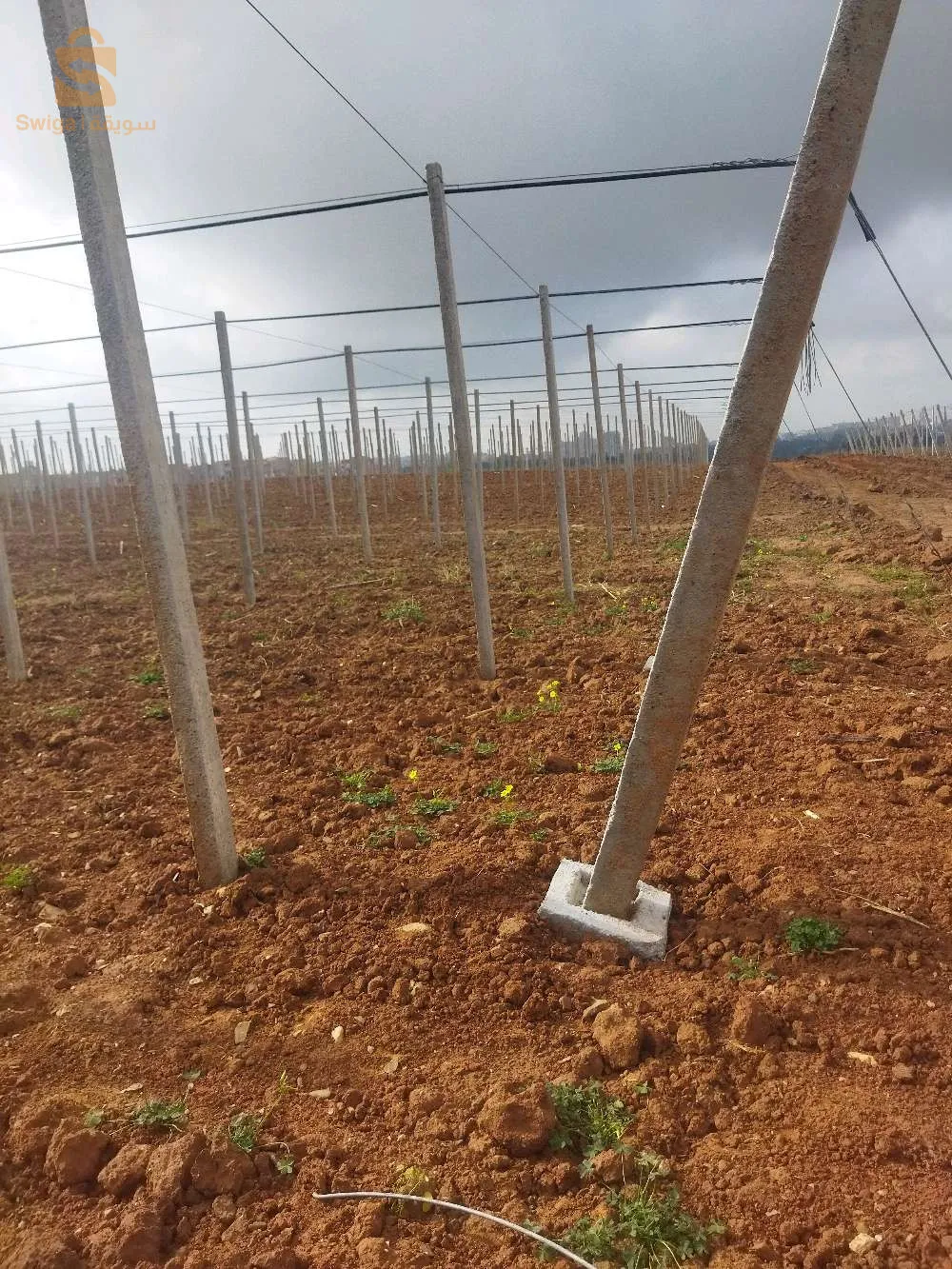 تركيب وتجهيز بساتين العنب