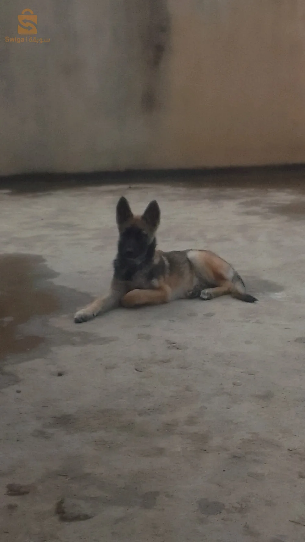 ھاسكي + ملنوا