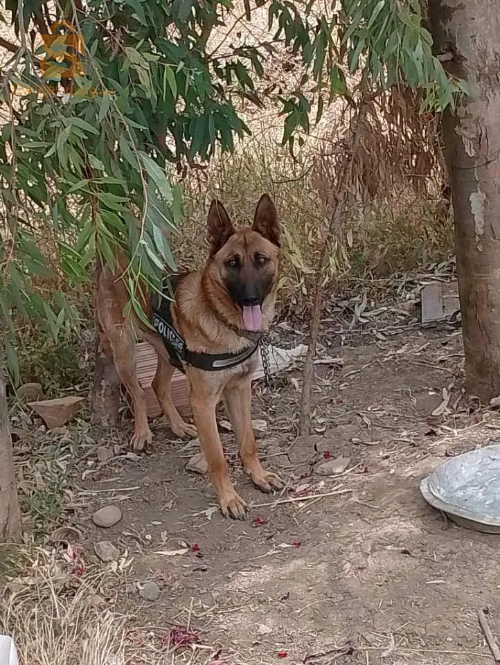 بومدفع